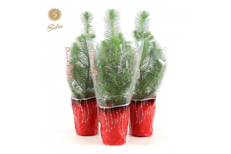 Pinus pinea silver crest in Sleeve X-mas 