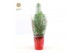 Pinus pinea silver crest in Sleeve X-mas 