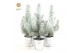 Pinus pinea silver crest P10,5 in Zinc Old-Look + Snow 