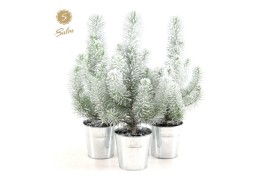 Pinus pinea silver crest P10,5 in Zinc Old-Look + Snow