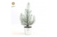 Pinus pinea silver crest P10,5 in Zinc Old-Look + Snow 