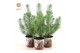 Pinus pinea silver crest P10,5 in Zinc Santa 