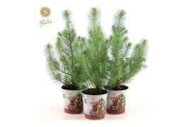Pinus pinea silver crest P10,5 in Zinc Santa