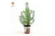 Pinus pinea silver crest P10,5 in Zinc Santa 