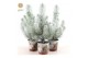 Pinus pinea silver crest P10,5 in Zinc Santa + Snow 