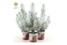 Pinus pinea silver crest P10,5 in Zinc Santa + Snow
