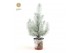 Pinus pinea silver crest P10,5 in Zinc Santa + Snow 