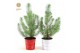 Pinus pinea silver crest in Zinc X-mas Duo 