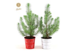 Pinus pinea silver crest in Zinc X-mas Duo
