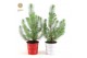 Pinus pinea silver crest in Zinc X-mas Duo + Deco - Tree/Star 