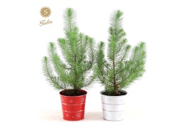 Pinus pinea silver crest in Zinc X-mas Duo + Deco - Tree/Star
