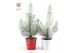 Pinus pinea silver crest in Zinc X-mas Duo + Snow 