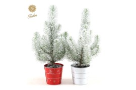 Pinus pinea silver crest in Zinc X-mas Duo + Snow