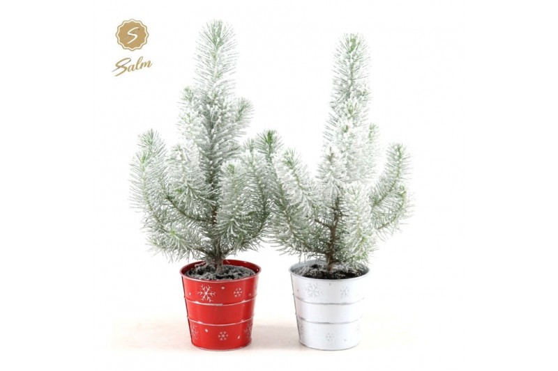 Pinus pinea silver crest in Zinc X-mas Duo + Snow Pinus pinea silver crest in Zinc X-mas Duo + Snow
