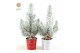 Pinus pinea silver crest in Zinc X-mas Duo + Snow + Deco - Tree/Star 