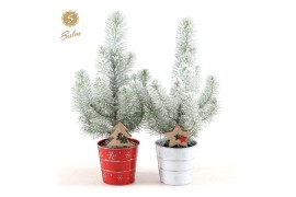 Pinus pinea silver crest in Zinc X-mas Duo + Snow + Deco - Tree/Star