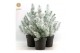 Pinus pinea silver crest 40-50 + Snow 