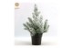 Pinus pinea silver crest 40-50 + Snow 
