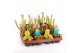 Vleesetende planten mix 
