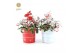 Gaultheria procumbens big berry in Zinc X-mas Duo + Reindeer + Snow 