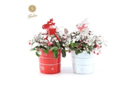 Gaultheria procumbens big berry in Zinc X-mas Duo + Reindeer + Snow