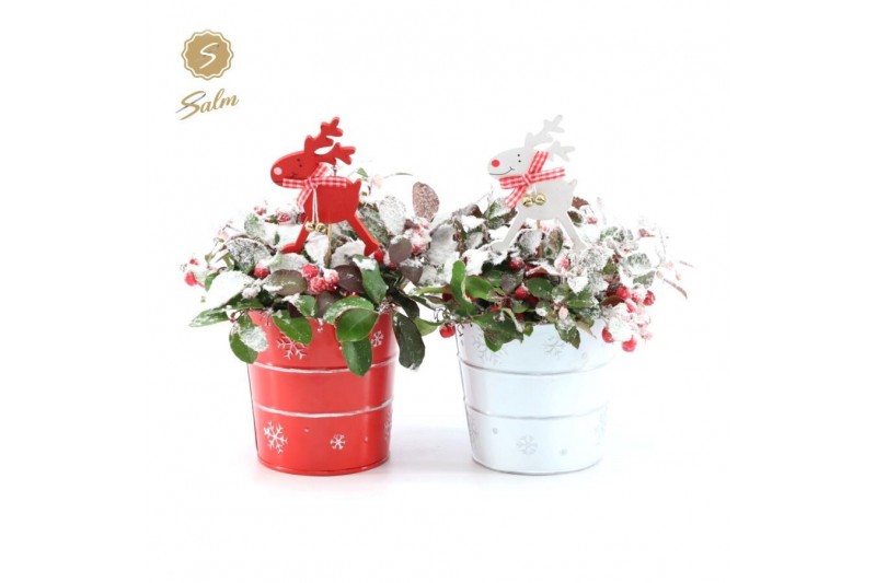 Gaultheria procumbens big berry in Zinc X-mas Duo + Reindeer + Snow Gaultheria procumbens big berry in Zinc X-mas Duo + Reindeer + Snow