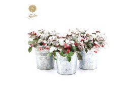 Gaultheria procumbens big berry in Zinc Old-Look + Snow