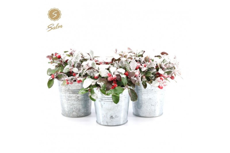 Gaultheria procumbens big berry in Zinc Old-Look + Snow 