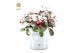 Gaultheria procumbens big berry in Zinc Old-Look + Snow 