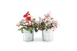 Gaultheria procumbens big berry in Zinc Old-Look + Reindeer + Snow