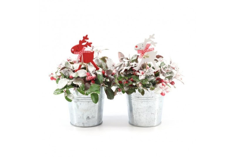 Gaultheria procumbens big berry in Zinc Old-Look + Reindeer + Snow 