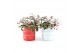 Gaultheria procumbens big berry in Zinc X-mas Duo + Snow 
