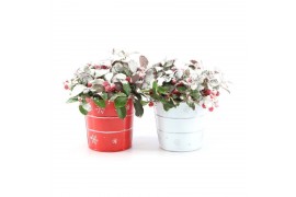 Gaultheria procumbens big berry in Zinc X-mas Duo + Snow