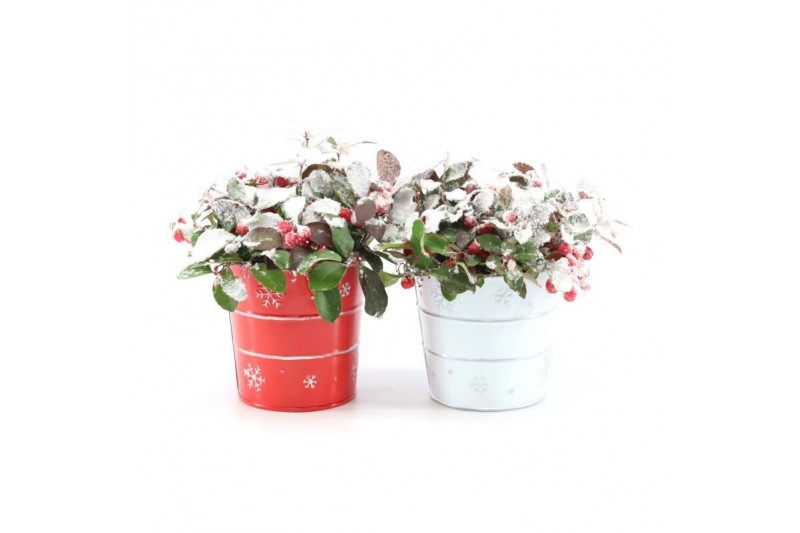 Gaultheria procumbens big berry in Zinc X-mas Duo + Snow 