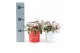 Gaultheria procumbens big berry in Zinc X-mas Duo + Snow 