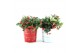 Gaultheria procumbens big berry in Zinc X-mas Duo 