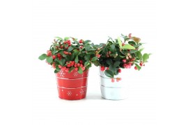 Gaultheria procumbens big berry in Zinc X-mas Duo