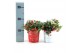 Gaultheria procumbens big berry in Zinc X-mas Duo 