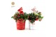 Gaultheria procumbens big berry in Zinc X-mas Duo + Reindeer 