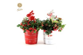 Gaultheria procumbens big berry in Zinc X-mas Duo + Reindeer