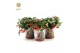 Gaultheria procumbens big berry in Zinc Santa 