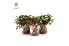 Gaultheria procumbens big berry in Zinc Santa