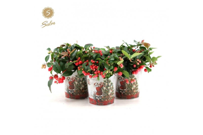 Gaultheria procumbens big berry in Zinc Santa 