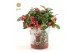 Gaultheria procumbens big berry in Zinc Santa 