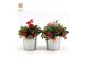 Gaultheria procumbens big berry in Zinc Old-Look + Reindeer 