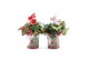 Gaultheria procumbens big berry in Zinc Santa + Reindeer 