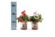 Gaultheria procumbens big berry in Zinc Santa + Reindeer 
