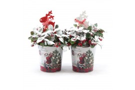 Gaultheria procumbens big berry in Zinc Santa + Reindeer + Snow