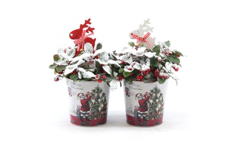 Gaultheria procumbens big berry in Zinc Santa + Reindeer + Snow 