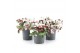 Gaultheria procumbens big berry + Snow 